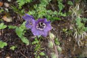 zdjęcie Ogrodowe Kwiaty Meconopsis purpurowy