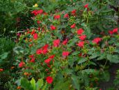 フォト 庭の花 4時、ペルーの驚異, Mirabilis jalapa 赤