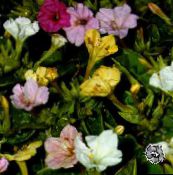 foto Gartenblumen 04.00, Wunder Von Peru, Mirabilis jalapa weiß