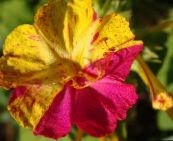 foto Gartenblumen 04.00, Wunder Von Peru, Mirabilis jalapa lila