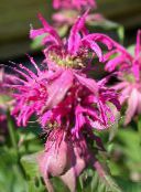 fotografie Zahradní květiny Včela Balzám, Divoký Bergamot, Monarda růžový