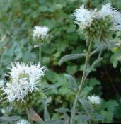 foto I fiori da giardino Monardella Scarlatto, Colibrì Menta Coyote bianco