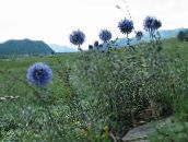 bilde Hage Blomster Kloden Tistel, Echinops lyse blå