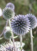 photo les fleurs du jardin Globe Chardon, Echinops bleu ciel