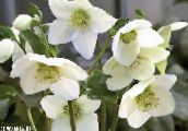 foto Flores de jardín Navidad Rosa, Rosa Cuaresmal, Helleborus blanco