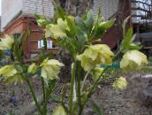 ფოტო ბაღის ყვავილები საშობაო გაიზარდა, სამარხვო გაიზარდა, Helleborus ყვითელი