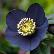 fotografija Vrtno Cvetje Teloh, Postnem Rose, Helleborus črna