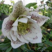 photo les fleurs du jardin Rose De Noël, Rose De Carême, Helleborus blanc