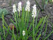foto Have Blomster Drue Hyacinth, Muscari hvid
