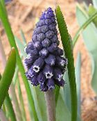 foto Have Blomster Drue Hyacinth, Muscari sort