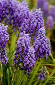 foto Trädgårdsblommor Druva Hyacint, Muscari violett