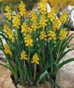 photo les fleurs du jardin Jacinthe De Raisin, Muscari jaune