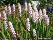 foto Have Blomster Drue Hyacinth, Muscari pink