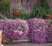 ფოტო ბაღის ყვავილები Soapwort, Saponaria ვარდისფერი