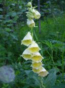 foto Flores de jardín Dedalera, Digitalis amarillo