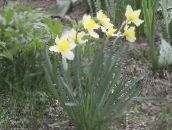 снимка Градински цветове Жълт Нарцис, Narcissus бял