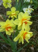 фото Садові Квіти Нарцис, Narcissus жовтий