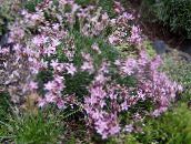 foto Flores de jardín Acantholimon, Ahorro Espinoso rosa