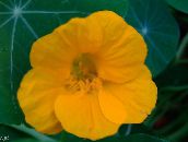 foto Trädgårdsblommor Krasse, Tropaeolum gul