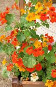 φωτογραφία Λουλούδια κήπου Νεροκάρδαμο, Tropaeolum πορτοκάλι
