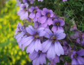 foto I fiori da giardino Nasturzio, Tropaeolum lilla