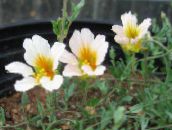 フォト 庭の花 キンレンカ, Tropaeolum ホワイト