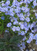 ფოტო ბაღის ყვავილები Cape სამკაულებს, Nemesia ღია ლურჯი
