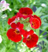φωτογραφία Λουλούδια κήπου Ακρωτήριο Κοσμήματα, Nemesia κόκκινος