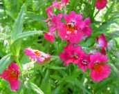 снимка Градински цветове Кейп Бижута, Nemesia розов
