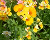 foto Flores de jardín Joyas Cape, Nemesia amarillo