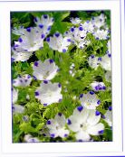 fotoğraf Bahçe çiçekleri Nemophila, Bebek Mavisi Gözler beyaz