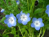 ფოტო ბაღის ყვავილები Nemophila, ბავშვის ლურჯი თვალები ღია ლურჯი