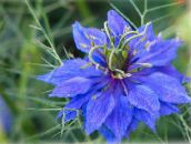 fotografie Zahradní květiny Love-In-A-Mlhy, Nigella damascena modrý