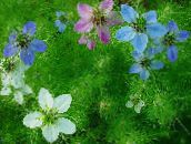 foto Dārza Ziedi Mīlestība-In-A-Migla, Nigella damascena gaiši zils