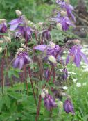 foto I fiori da giardino Columbine Flabellata, Columbine Europeo, Aquilegia lilla