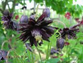 φωτογραφία Λουλούδια κήπου Columbine Flabellata, Ευρωπαϊκό Columbine, Aquilegia μαύρος