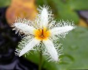 photo Garden Flowers Floating Heart, Water Fringe, Yellow Water Snowflake, Nymphoides white