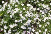 bijela Šalica Cvijet
