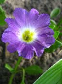 photo Garden Flowers Nolana lilac