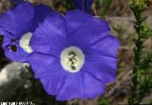 fotografie Záhradné kvety Nolana modrá