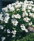照片 园林花卉 Aubrieta，岩水芹 白