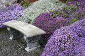 照片 园林花卉 Aubrieta，岩水芹 紫丁香