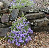 снимка Градински цветове Aubrieta, Рок Кресон светло синьо