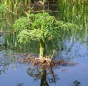 fotografija Vrtno Cvetje Voda Zelena, Voda Peteršilj, Voda Dropwort, Oenanthe bela