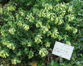 フォト 庭の花 ゴールデンドロップ, Onosma 黄