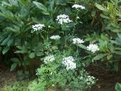 ფოტო ბაღის ყვავილები Minoan მაქმანი, თეთრი მაქმანი Flower, Orlaya თეთრი