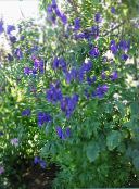 zdjęcie Ogrodowe Kwiaty Tojad Napellus, Aconitum niebieski