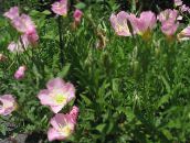 照片 园林花卉 白毛茛，苍白的月见草, Oenothera 粉红色