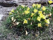 photo les fleurs du jardin Renoncule Blanche, Pâle Onagre, Oenothera jaune