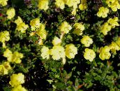 фото Садові Квіти Енотери Чагарникова, Oenothera fruticosa жовтий